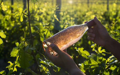 Warum ist Wein eigentlich nicht vegan? Einige wichtige Informationen zum Thema