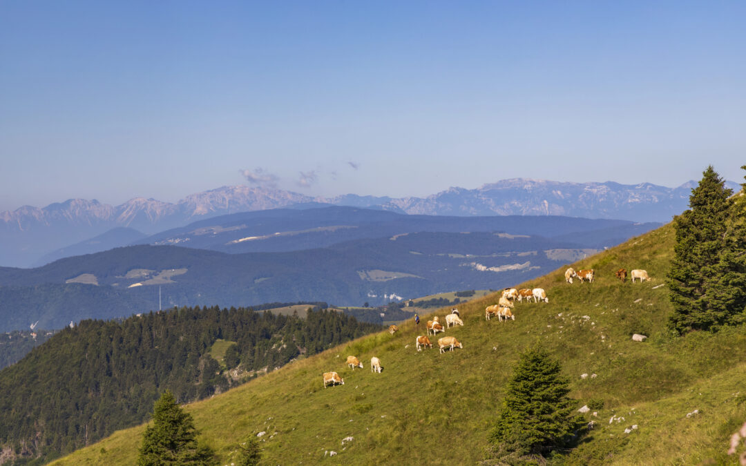 Der Monte Grappa mit seinem beeindruckenden Gipfel, umgeben von grünen Wiesen und klarem Himmel.